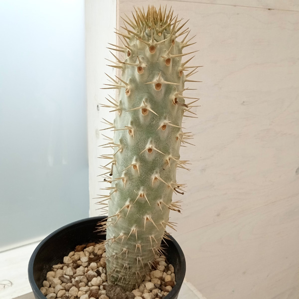 パキポディウム・ラモスム 園芸ネット本店｜パキポディウム：ラモサム 7号22-02 の通販【公式】