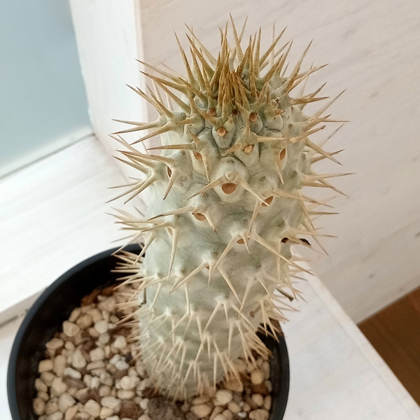 園芸ネット本店｜パキポディウム：ラモサム 7号22-02 の通販【公式】