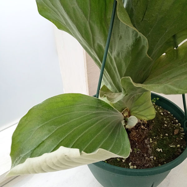 ビカクシダ エレファント ザ・ファームセレクト]コウモリラン（ビカクシダ