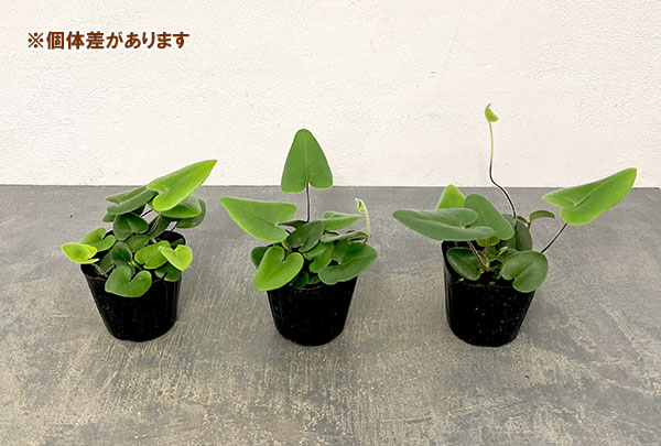 園芸ネット本店｜ヘミオニティス：アリフォリア（ハートファン） 3号