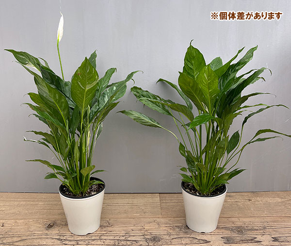 スパティフィラム：ダイヤモンド（スパティフィラム斑入り）5号鉢植え