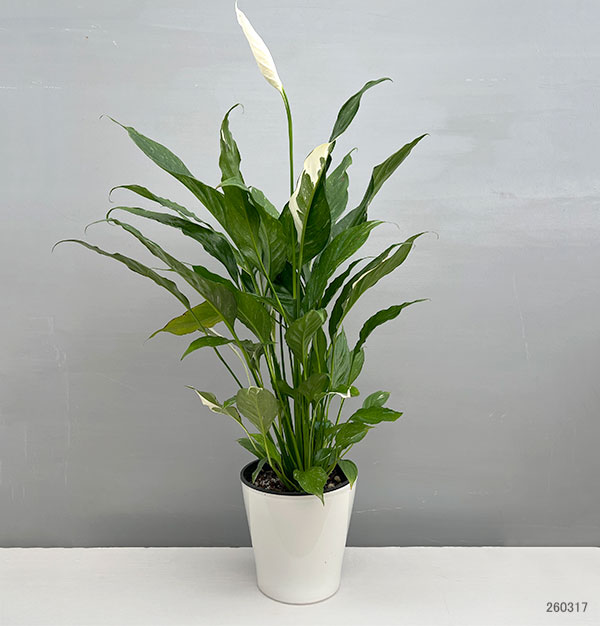 スパティフィラム：ダイヤモンド（スパティフィラム斑入り）5号鉢植え