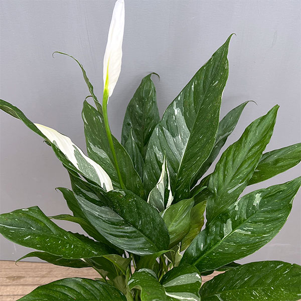 スパティフィラム：ダイヤモンド（スパティフィラム斑入り）5号鉢植え