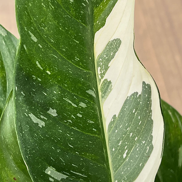 スパティフィラム：ダイヤモンド（スパティフィラム斑入り）5号鉢植え