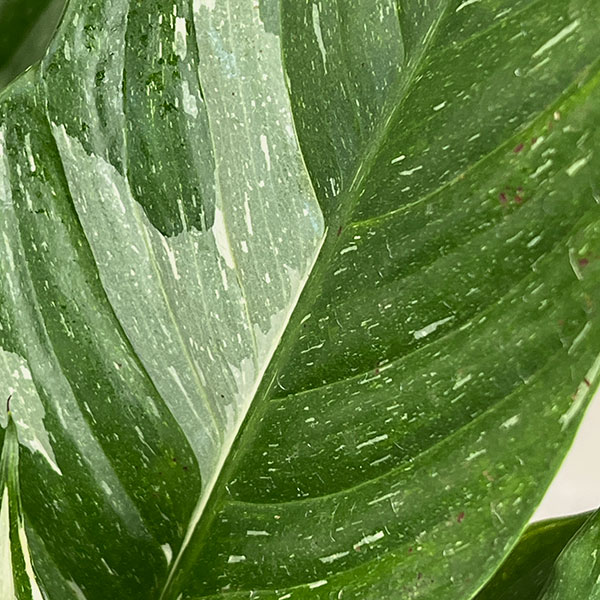 スパティフィラム：ダイヤモンド（スパティフィラム斑入り）5号鉢植え