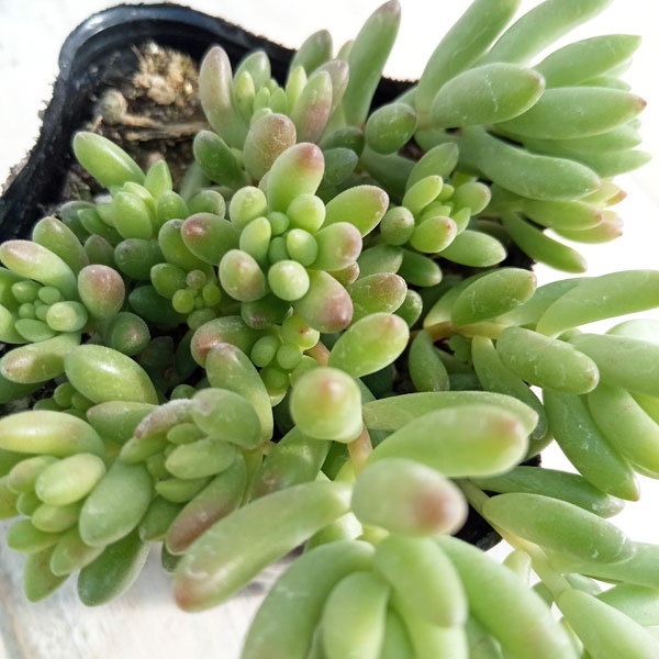 多肉植物 ルベンス／ジェイドペンダント 抜き苗 セダム