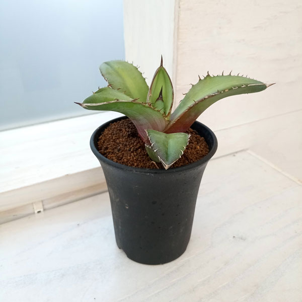 園芸ネット本店｜アガベ：チタノタ（実生株） 3号22-01 の通販【公式】