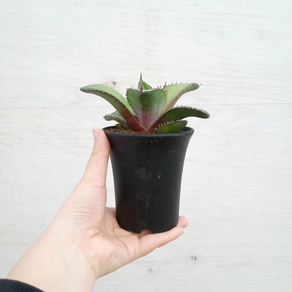 園芸ネット本店｜アガベ：チタノタ（実生株） 3号22-01 の通販【公式】