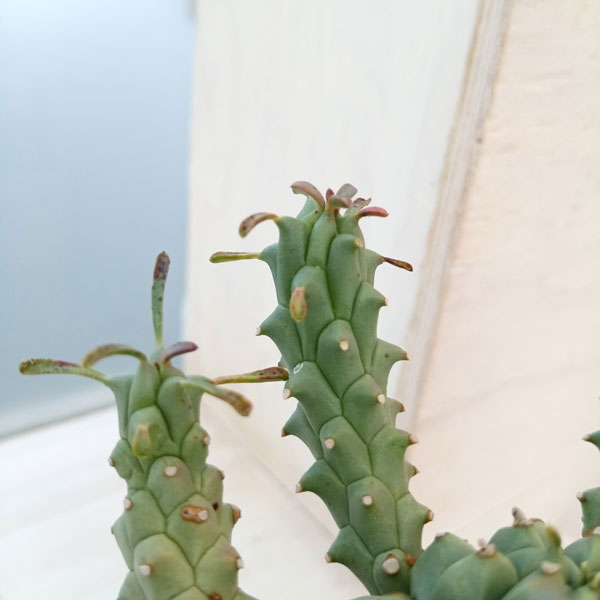 園芸ネット本店|ユーフォルビア・ツベルクラータ 3号 の通販【公式】