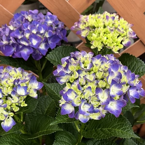 アジサイ:ハイフレーム3.5号ポット