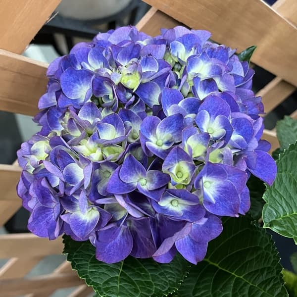 アジサイ:ハイフレーム3.5号ポット