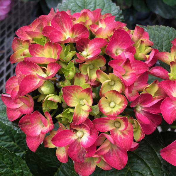 アジサイ:ハイフレーム3.5号ポット