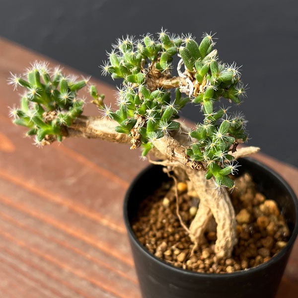 トリコディアデマ:デンサム 紫晃星 2.5号