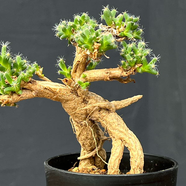 トリコディアデマ:デンサム 紫晃星 2.5号