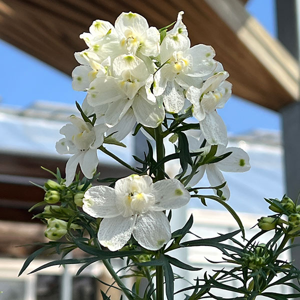 コノフィツム　ヤンギー　白花（ポットごと） 楽天市場】銀河 1頭 Mサイズ6cmポット 中型 昼咲種 タビ型 白花