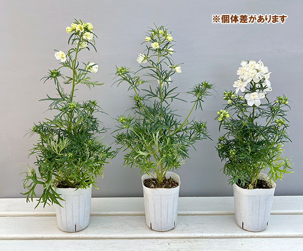 園芸ネット本店｜デルフィニウム：ハンキードリーホワイト3-3.5号