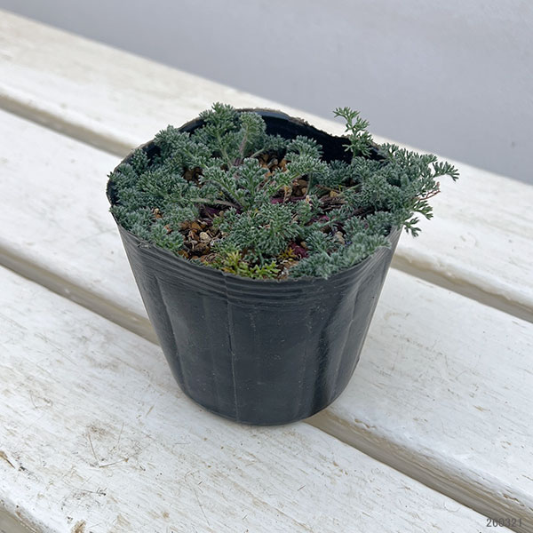 アナキクルス・シルバーキス3号ポット 2株セット