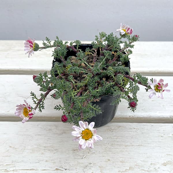 アナキクルス・シルバーキス3号ポット 2株セット