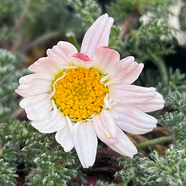 アナキクルス・シルバーキス3号ポット 2株セット