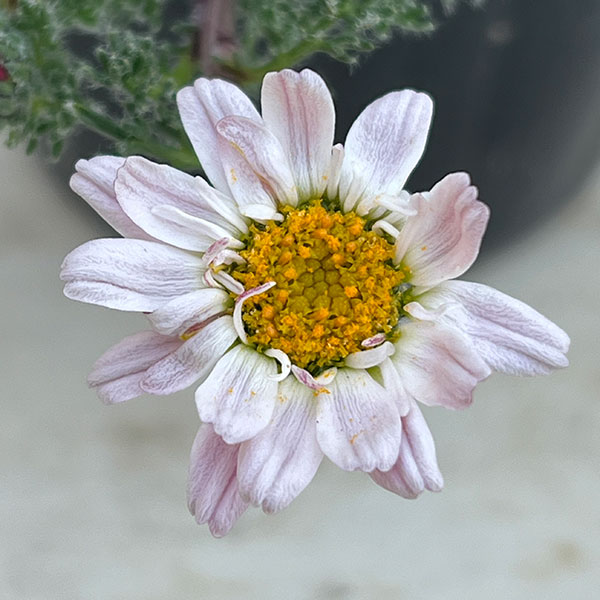 アナキクルス・シルバーキス3号ポット 2株セット