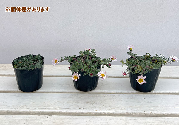 アナキクルス・シルバーキス3号ポット 2株セット