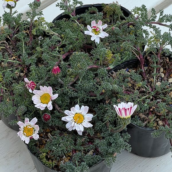 アナキクルス・シルバーキス3号ポット 2株セット