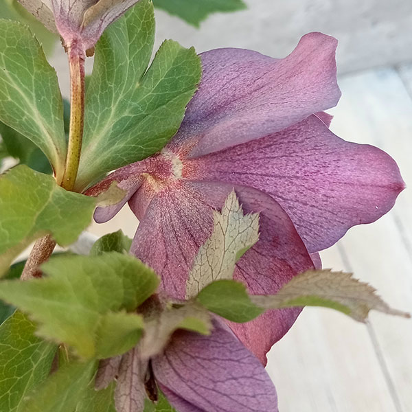 園芸ネット本店｜クリスマスローズ：ダブルエレン23-05／5号鉢 の通販