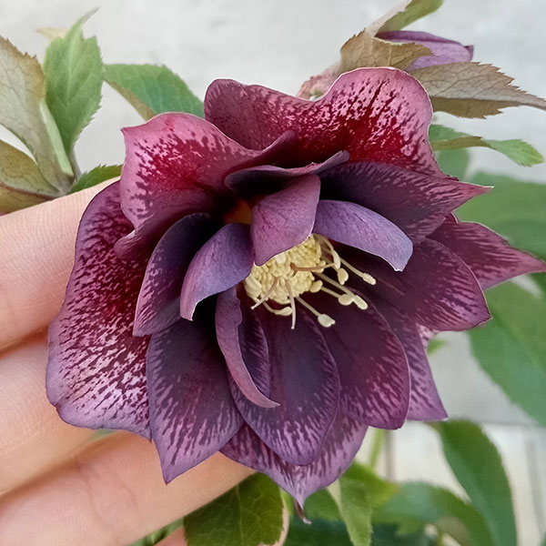 園芸ネット本店｜クリスマスローズ：ダブルエレン23-05／5号鉢 の通販