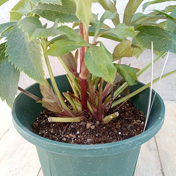 園芸ネット本店｜クリスマスローズ：ダブルエレン23-05／5号鉢 の通販