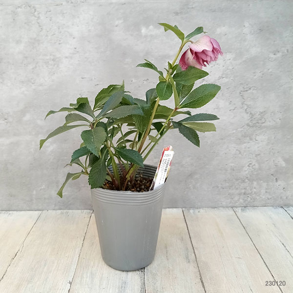 クリスマスローズ 園芸ネット本店｜俊峰園さんのクリスマスローズ：ダブル23-12／4号