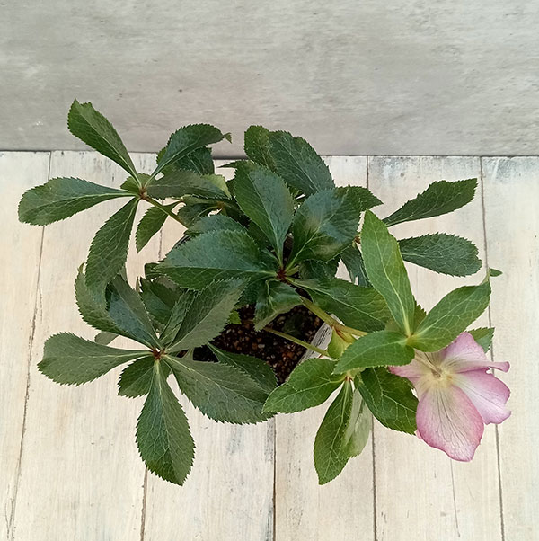 園芸ネット本店｜俊峰園さんのクリスマスローズ：ダブル23-12／4号