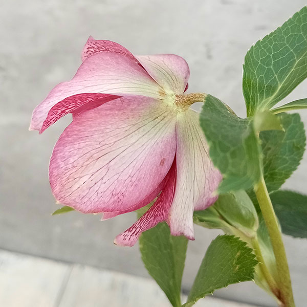 園芸ネット本店｜俊峰園さんのクリスマスローズ：ダブル23-12／4号