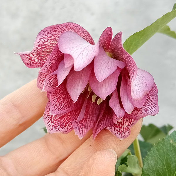 園芸ネット本店｜俊峰園さんのクリスマスローズ：ダブル23-12／4号