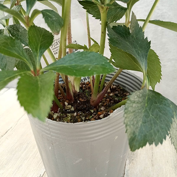 園芸ネット本店｜俊峰園さんのクリスマスローズ：ダブル23-12／4号