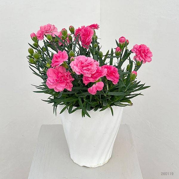 カーネーション：サキーネ応援花・まる5号鉢入り