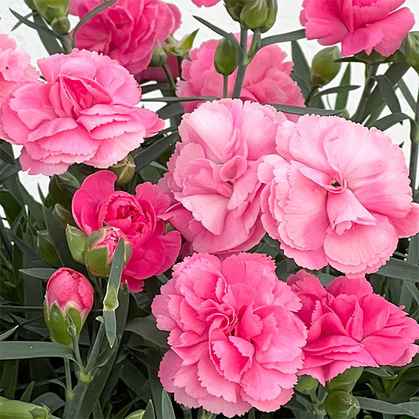 カーネーション：サキーネ応援花・まる5号鉢入り