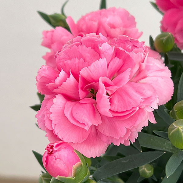 カーネーション：サキーネ応援花・まる5号鉢入り