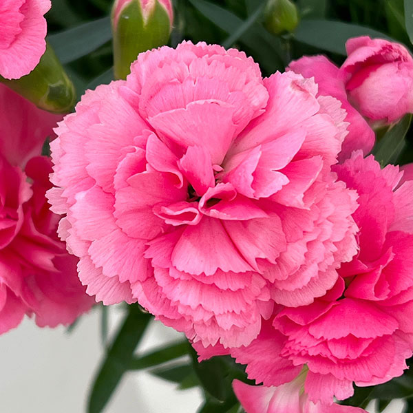 カーネーション：サキーネ応援花・まる5号鉢入り