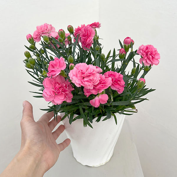 カーネーション：サキーネ応援花・まる5号鉢入り