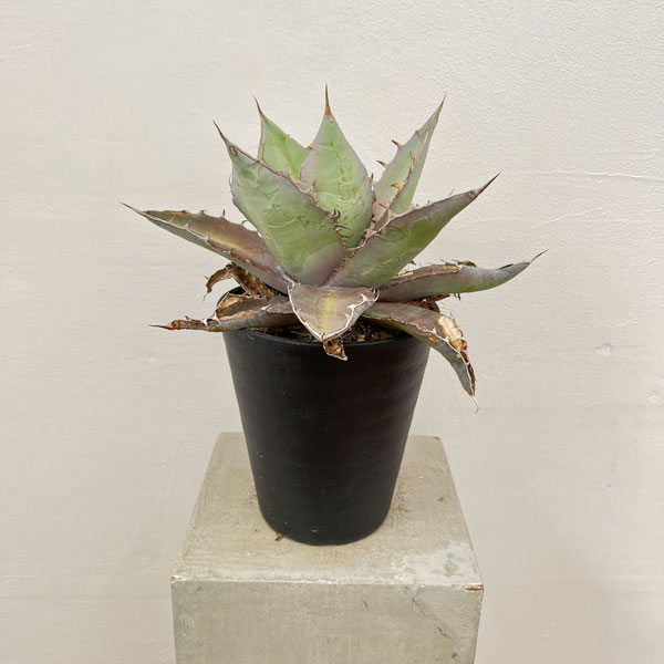 園芸ネット本店｜アガベ：チタノタ ブルー 6号鉢植え22-01 の通販【公式】