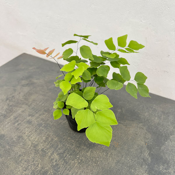 アジアンタム：ペルビアナム　3.5号ポット