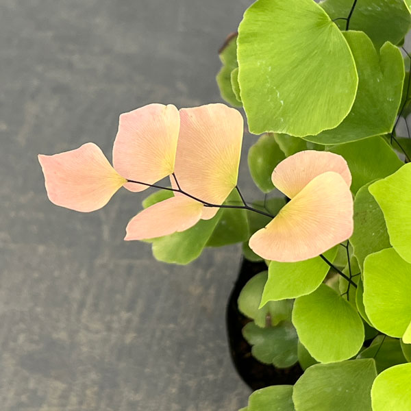 アジアンタム：ペルビアナム　3.5号ポット