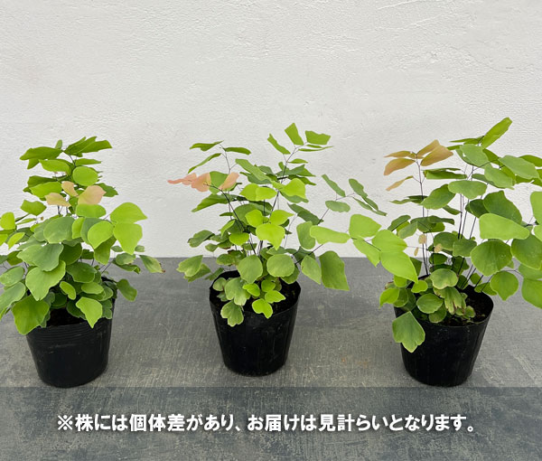 アジアンタム：ペルビアナム　3.5号ポット