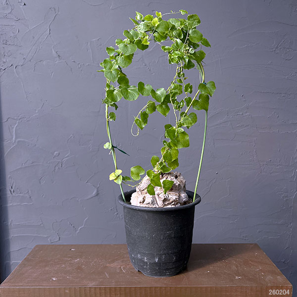 園芸ネット本店｜ディオスコレア（亀甲竜）6号23-01 の通販【公式】