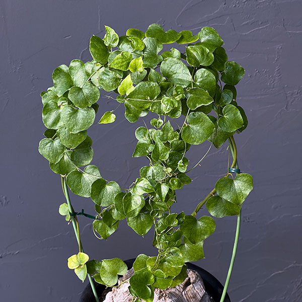 園芸ネット本店｜ディオスコレア（亀甲竜）6号23-01 の通販【公式】