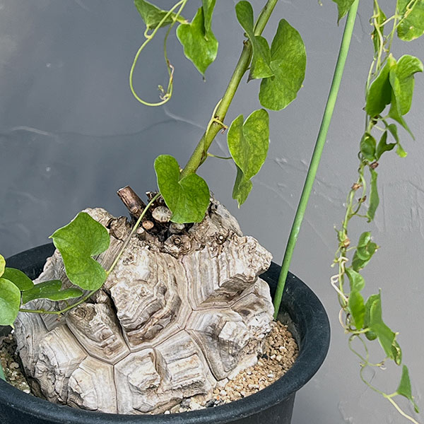 園芸ネット本店｜ディオスコレア（亀甲竜）6号23-01 の通販【公式】