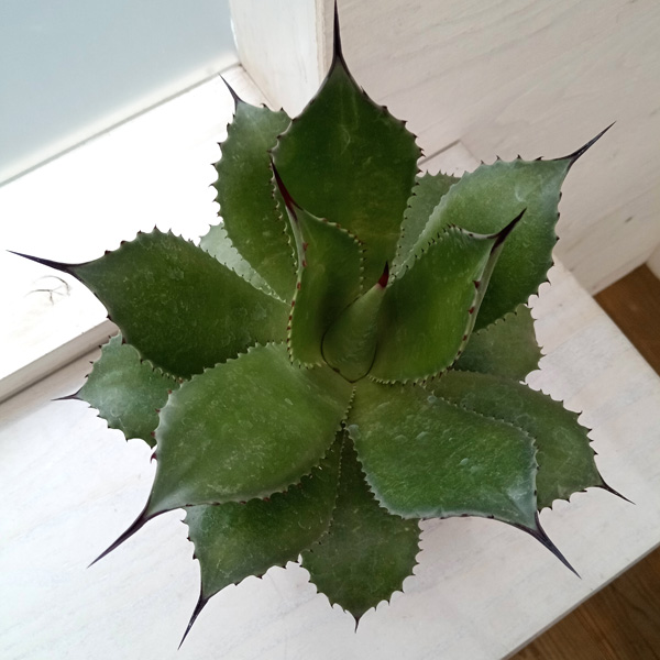 園芸ネット本店｜[ザ・ファームセレクト]アガベ ：サロモニー