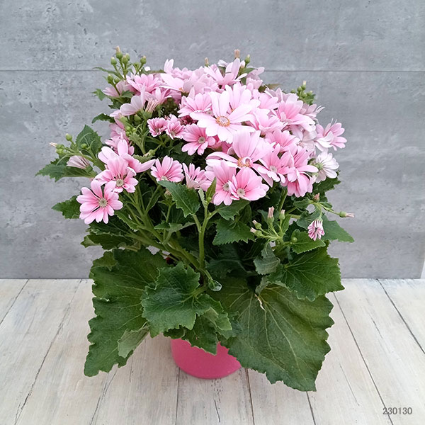 サイネリア:ティアクイーン ライトピンク5号鉢植え