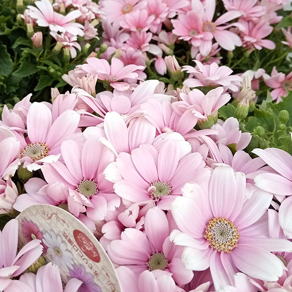 サイネリア:ティアクイーン ライトピンク5号鉢植え