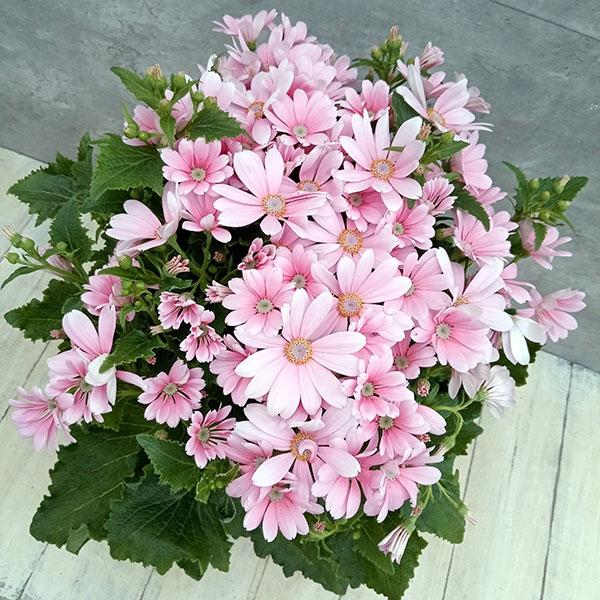 サイネリア:ティアクイーン ライトピンク5号鉢植え